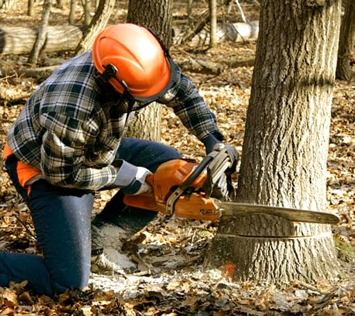 Tree Removal in Cragsmoor, NY